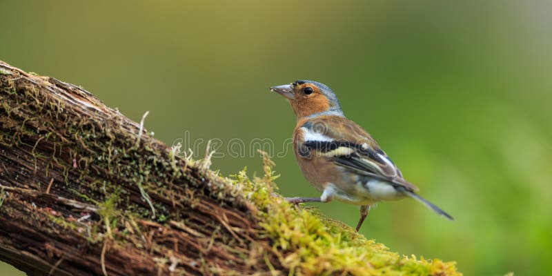 Chaffinch.